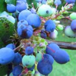 Medicinal-Plants, Oregon Grape, Vancouver island, BC