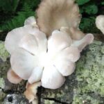 Edible-Mushrooms, Oyster Mushroom, Vancouver Island, BC