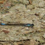 Damselflies, Pacific Forktail Damselfly, Vancouver Island, BC