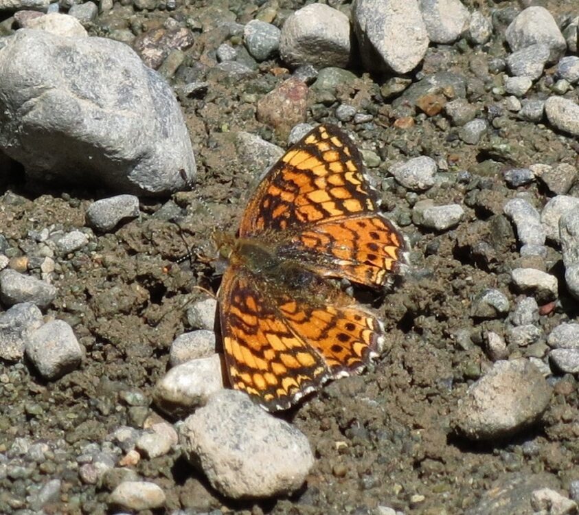 Pacific Fritillary Butterfly, Vancouver Island, BC Pacific Fritillary Butterfly, Vancouver Island, BC