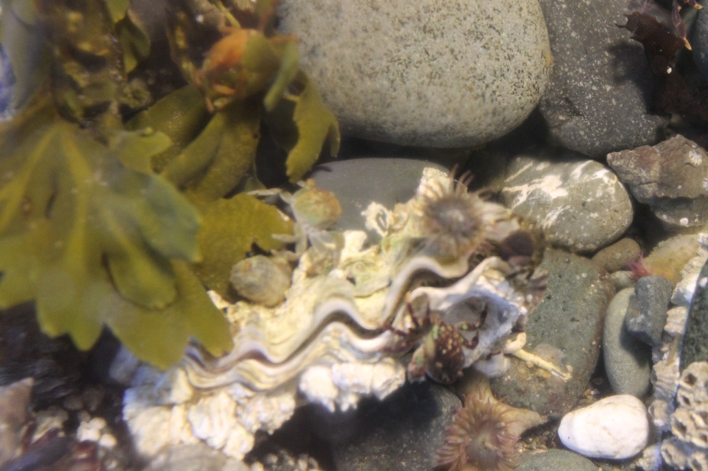 Pacific Oysters, Vancouver Island, BC Pacific Oysters, Vancouver Island, BC