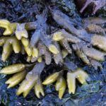 Algae, Pacific Rock Weed, Vancouver Island, BC