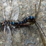 Dragonflies, Paddletail Darner Dragonfly, Vancouver Island, BC
