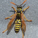 Paper Wasp, Vancouver Island, BC