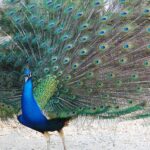 Peafowl, Vancouver Island, BC