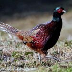 Pheasant, Vancouver Island, BC