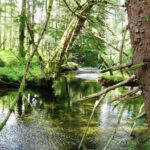 Menzies Creek Estuary, Vancouver Island, BC,