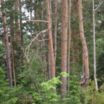 Coniferous Trees, Ponderosa Pine Tree, Vancouver Island, BC