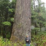 Big Trees, Presidents Tree, Vancouver Island, BC
