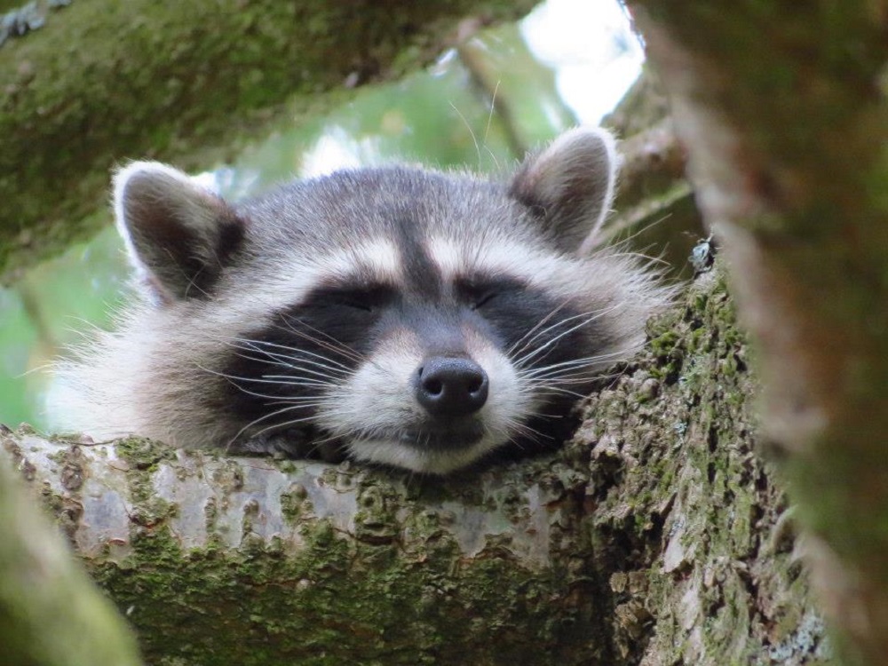 Raccoon, Vancouver Island, BC Raccoon, Vancouver Island, BC