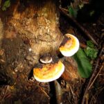 Red Belted Polypore, Vancouver Island, BC
