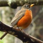 American Robin,, Vancouver Island, BC