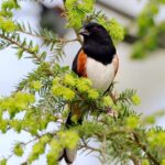 Spotted Towhee, Vancouver Island, BC