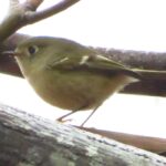 Ruby Crowned Kinglet, Vancouver Island, BC