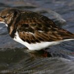 Shorebirds, Ruddy Turnstone, Vancouver Island, BC