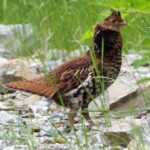Roughed Grouse, Gamefowl, Vancouver Island, BC
