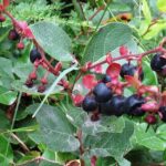 Salal Berries, Vancouver Island, BC