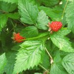 Wild Fruit, Salmon Berry, Vancouver Island, BC