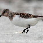 Shorebirds, Sanderling, Vancouver Island, BC