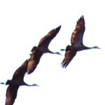 Sandhill Cranes, Vancouver Island, BC