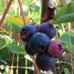 Saskatoon Berry, Vancouver Island, BC