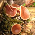 Scarlet Cup Fungus, Vancouver Island, BC