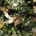 Algae, Sea Lettuce, Vancouver Island, BC