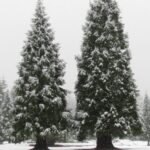Coniferous Trees, Sequoia Tree, Vancouver Island, BC