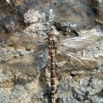Dragonflies, Shadow Darner Dragonfly, Vancouver Island, BC
