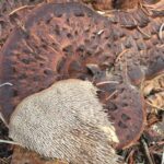 Shingled Hedgehog Mushroom, Vancouver Island, BC