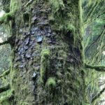Coniferous Trees, Sitka Spruce Tree, Vancouver Island, BC