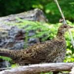 Sooty Grouse, Vancouver Island, BC