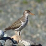 Shorebirds, Spotted Sandpiper, Vancouver Island, BC