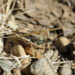 Spur Throated Grasshopper, Vancouver Island, BC