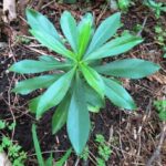 Poisonous Plants, Spurge Laurel, Vancouver Island, BC
