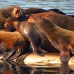 Sea Lions, Vancouver Island, BC