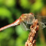 Dragonflies, Stripped Meadowhawk Dragonfly, Vancouver Island, BC