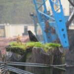 Gold River Harbour, Ports And Harbours, Vancouver Island, BC