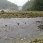 Estuaries, Nesook Bay Estuary, Vancouver Island, BC