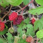 Thimbleberry, Vancouver Island, BC