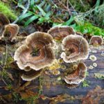 Turkeytail Mushroom, Vancouver Island, BC
