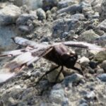 Dragonflies, Twelve Spotted Skimmer Dragonfly, Vancouver Island, BC