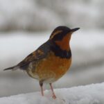 Varied Thrush, Vancouver Island, BC