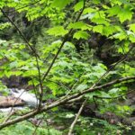 Deciduous Trees, Vine Maple, Vancouver Island, BC