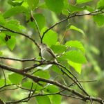 Warbling Vireo, Vancouver Island, BC