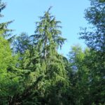 Coniferous Trees, Western Hemlock Tree, Vancouver Island, BC