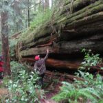 Coniferous Trees, Western Cedar Tree, Vancouver Island, BC