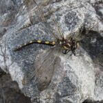 Dragonflies, Western River Cruiser Dragonfly, Vancouver Island, BC