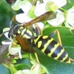 Paper Wasp, Vancouver Island, BC