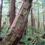 Coniferous Trees, Western Yew Tree, Vancouver Island, BC